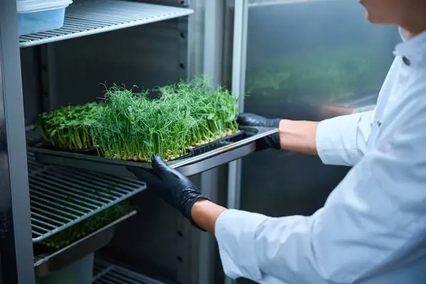 Man Protective Gloves Puts Tray Microgreens Refrigerator Young Pea Sprouts — Stock Photo, Image