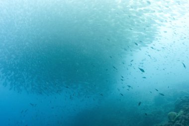 Sarpa salpa, swimming to the surface of the water, Mediterranean sea, Benidorm, Spain. Travel, underwater concept clipart