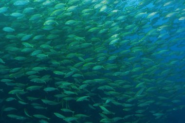 Akdeniz 'deki su altı balık sürüsü, salema porgy, Sarpa salpa. Seyahat, sualtı konsepti