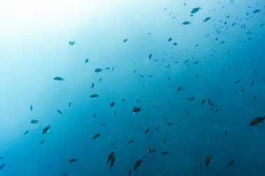 Akdeniz sualtı deniz manzarası, balık sürüsü ile güneş ışığı, İspanya, Benidorm. Seyahat, sualtı konsepti