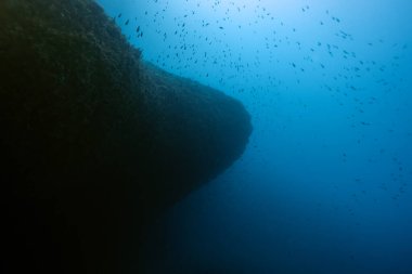 Akdeniz 'de iki şeritli yaygın deniz suyu akıntısı Diplodus vulgaris sürüsü. Benidorm, İspanya. Seyahat, sualtı konsepti