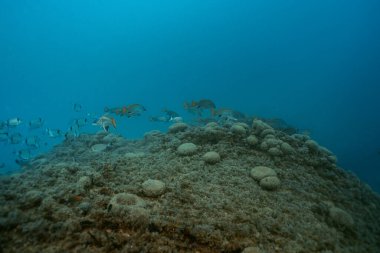 Yüzen Corb balığı, Sciaena umbra, okyanusta diplodus vulgaris. Benidorm, İspanya. Seyahat, sualtı konsepti