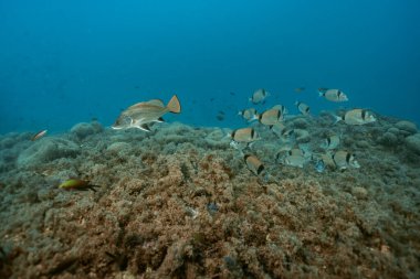 İki bantlı yaygın deniz kabuğu Diplodus vulgaris ve Corb balığı, sualtı denizindeki balık sürüsü. Benidorm, İspanya. Seyahat, sualtı konsepti
