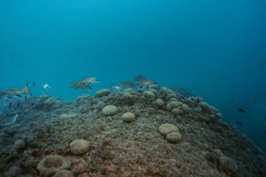 İki bantlı deniz kabuğundan oluşan büyük bir balık okulu, Diplodus vulgaris. Benidorm, İspanya Benidorm, İspanya. Seyahat, sualtı konsepti