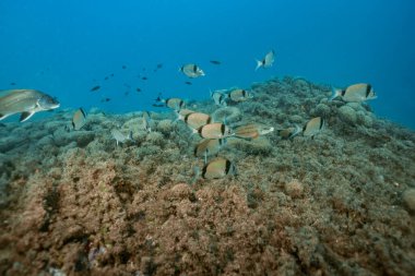 Akdeniz 'deki Ortak Çift Şeritli Deniz Halkı Diplodus vulgaris ve Corb Fish okulunun yakın görüntüsü. Benidorm, İspanya