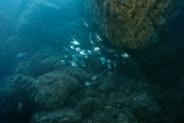Resifin yanında bulunan yaygın iki şeritli deniz kabuğu Diplodus vulgaris. Benidorm, İspanya. Seyahat, sualtı konsepti