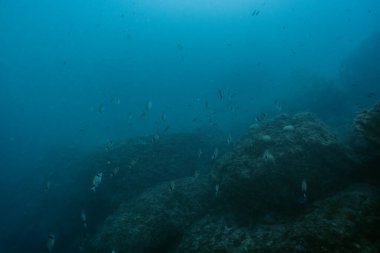 Güzel deniz ve yaygın iki şeritli deniz ürünü Diplodus vulgaris balığı. Benidorm, İspanya. Seyahat, sualtı konsepti