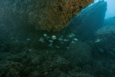 Deniz yaşamı, iki şeritli deniz kabuğu diplomasıyla deniz manzarası. Benidorm, İspanya. Seyahat, sualtı konsepti