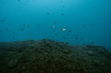 Akdeniz Denizi 'nde İki Şeritli Yüzücü Diplodus vulgaris. Benidorm, İspanya. Seyahat, sualtı konsepti