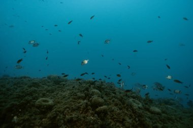 İki bantlı deniz kabuğu diplodus vulgaris. Akdeniz, Benidorm, İspanya. Seyahat, sualtı konsepti