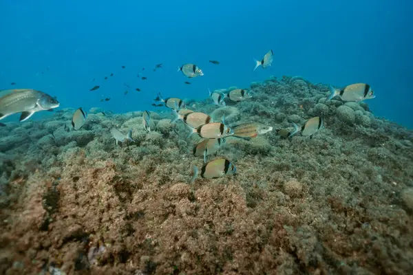 Akdeniz 'deki Ortak Çift Şeritli Deniz Halkı Diplodus vulgaris ve Corb Fish okulunun yakın görüntüsü. Benidorm, İspanya