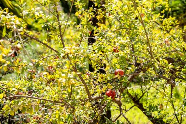 İspanya 'da yeşil ağaçta kırmızı nar meyveleri izole edilmiş. Kapatın. Organik ve doğal meyve