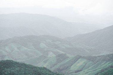 Panoramic landscape picture of fresh green rain forest and mountain background.