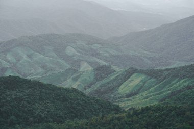 Panoramic landscape picture of fresh green rain forest and mountain background.