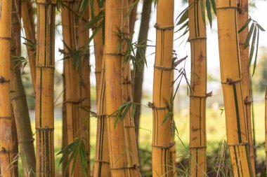 Bambusa Vulgaris bitkileri. Bambu genellikle Güneydoğu Asya 'da bulunur ve pantropik olarak yetiştirilir, çünkü Yeni Dünya' da yaygın olan tek Asya türüdür..