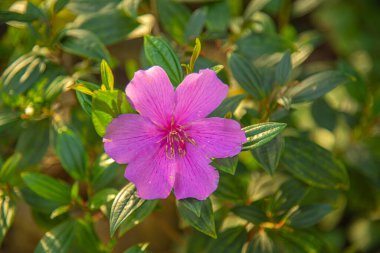 Güney yarımkürede renkli çiçekler. Peyzaj süsleme bitkileri. Yerleşim yeri bahçe çiçekleri. Bahar mevsimi.