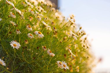 Leucanthemum vulgare çiçeği. Aşk çiçeği. Peyzaj bitkisi. Kentleşmede papatya çiçekleri. Manzara tasarımı, Doğa ve Bahar.