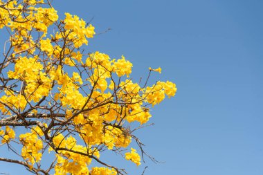 Mavi arka planda Tabebuia ipe çiçekleri. Sarı ipe ağacı dalları ve çiçekler. Şehir peyzajı. Brezilya 'nın ağaç sembolü.