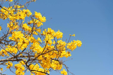 Mavi arka planda Tabebuia ipe çiçekleri. Sarı ipe ağacı dalları ve çiçekler. Şehir peyzajı. Brezilya 'nın ağaç sembolü.