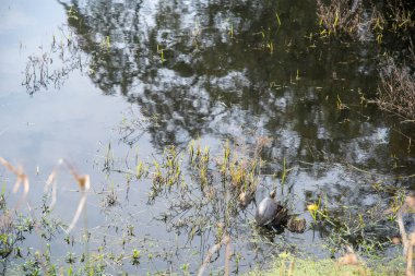 Tortoise sunbathing on a tree trunk in a small pond. vulgar designation for two species of reptiles with carapace native to South America, of the genus Chelonoidis.