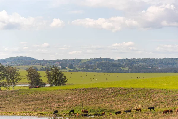 Hodowla Bydła Naturalnych Pastwiskach Rozległa Hodowla Wołów Krów Krajobraz Wiejski — Zdjęcie stockowe