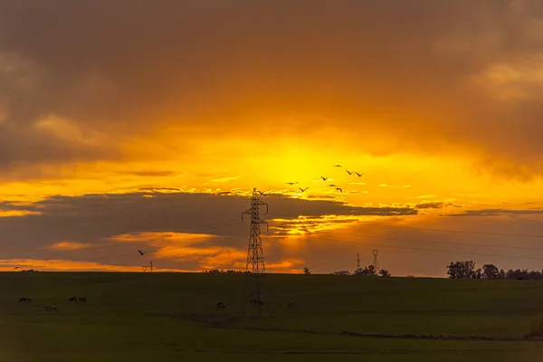 Flock of birds at dusk over electric power tower. Sunset in the pampa biome of Rio Grande do Sul - Brazil. Sunset in farm area. Nature and spirituality. Birds in flight.
