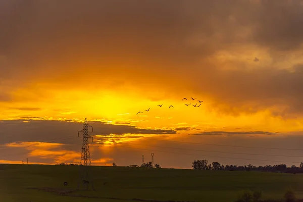 Flock of birds at dusk over electric power tower. Sunset in the pampa biome of Rio Grande do Sul - Brazil. Sunset in farm area. Nature and spirituality. Birds in flight.