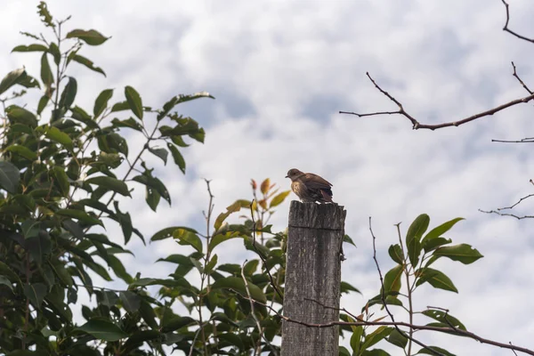 Furnarius Rufus Bird Símbolo Pájaro Del Bioma Pampa Fauna Brasileña — Foto de Stock