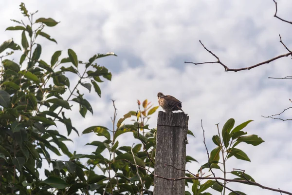 Furnarius Rufus Bird Bird Symbol Pampa Biome Brazilian Latin American — 스톡 사진