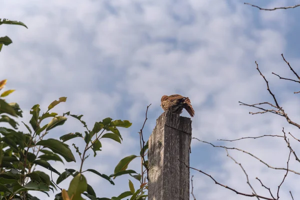 Furnarius Rufus Kuşu Pampa Biyomunun Kuş Sembolü Brezilya Latin Amerika — Stok fotoğraf