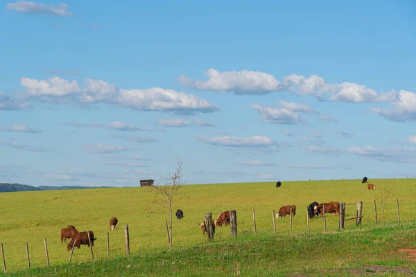 Rural landscape and extensive cattle ranching area. Animal production farms in Latin America. Fields of the pampa biome in southern Brazil. Ranch for raising cattle herds.