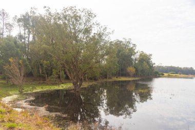 Kökleri su altında kalmış bir ağaç. Kırsal alan. Manzara ve ekolojik turizm. Su basmış bölgelerde yaşayan bir bitki. Tipik Brezilya çiçeği..
