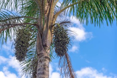 Syagrus Romanzoffiana 'nın ağaçları ve meyveleri. Brezilya 'daki Atlantik Ormanı' na özgü palmiye ağacı. Jeriv, Omega 3, 6 ve 9 bakımından zengindir ve A vitamini içerir..