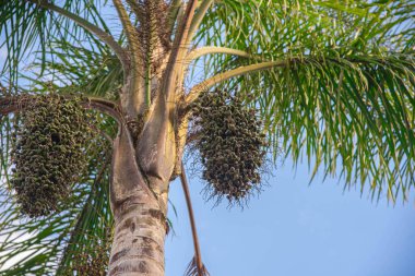Syagrus Romanzoffiana 'nın ağaçları ve meyveleri. Brezilya 'daki Atlantik Ormanı' na özgü palmiye ağacı. Jeriv, Omega 3, 6 ve 9 bakımından zengindir ve A vitamini içerir..