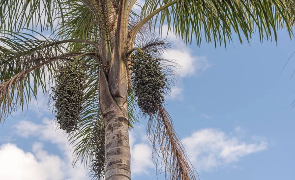 Stock image Trees and fruits of Syagrus romanzoffiana. Palm tree native to the Atlantic Forest in Brazil. The jeriv is rich in Omega 3, 6 and 9 and has a lot of vitamin A. Brazilian flora.