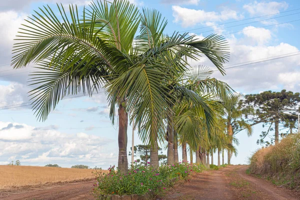 Árvores Frutos Syagrus Romanzoffiana Palmeira Nativa Mata Atlântica Brasil Jeriv — Fotografia de Stock