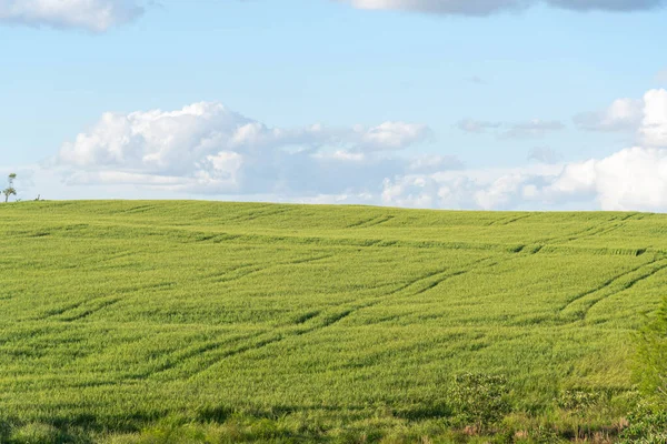 Pšeničné Pole Produkce Obilovin Zemědělství Brazílii Pšenice Lidské Spotřebě Venkovské — Stock fotografie