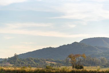 Güney Brezilya 'da kırsal alan. Atlantik Ormanı 'nın kalıntıları. Huzur ve sakinlik. Duvar kağıdı. Doğa ve biyolojik çeşitlilik.