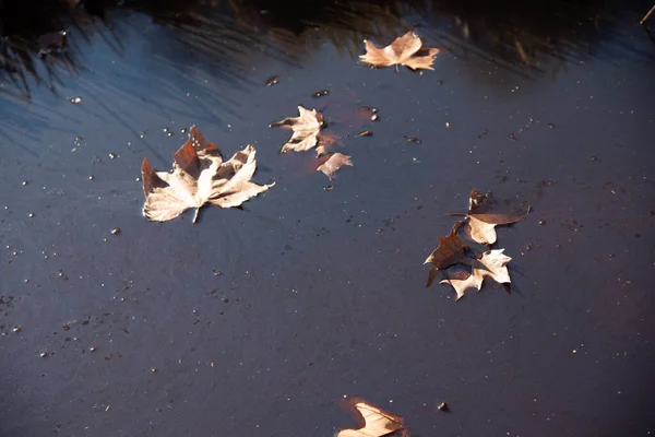メイプルの葉 落葉します 葉と自然 — ストック写真