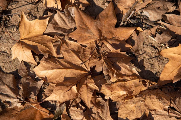 Folhas Bordo Folhas Caducas Época Outono Folhas Natureza — Fotografia de Stock