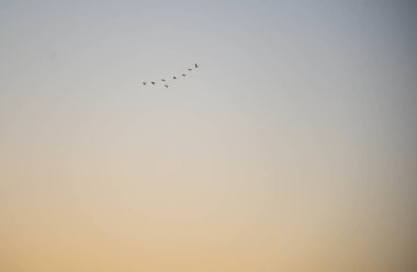 Dusk in the landscape of the pampa biome. Rural landscape. area of fields in southern Brazil. Border region of Brazil, Argentina and Uruguay.
