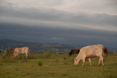 Çiftlik hayvanları. Güney Brezilya 'da kırsal alan ve bulutlar. Agropastoral üretim alanı. Çiftlik bölgesi. Doğa ve biyolojik çeşitlilik. Kentsel olmayan alan.