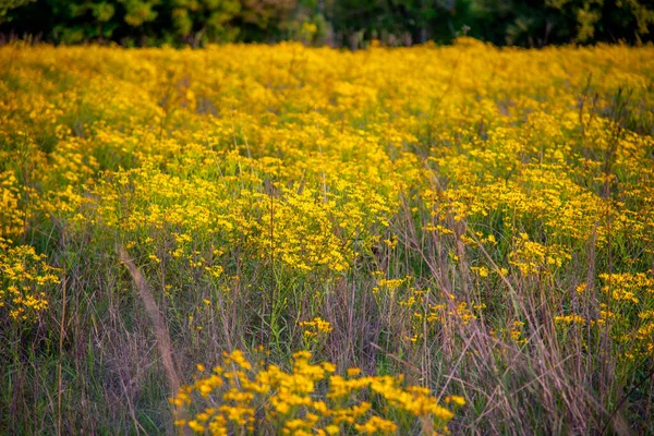Fleurs Arbres Herbe Dans Paysage Naturel — Photo