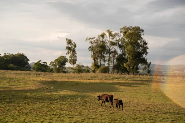 Paisagem Rural Nuvens Sul Brasil Área Produção Agropastoral Região Agrícola — Fotografia de Stock