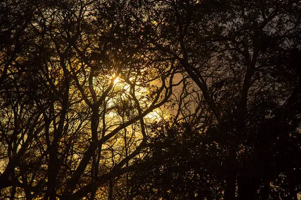 森の中の夕日 田園風景 自然と生物多様性 — ストック写真