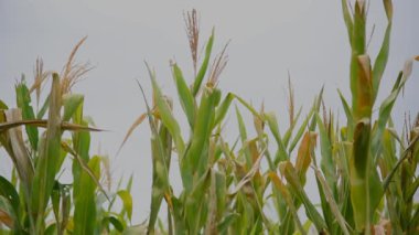 Tahıl doldurma safhasında mısır tarlası