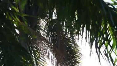 Sonsuz mavi arkaplanda Jeriv palmiyeleri (Syagrus Romanzoffiana)
