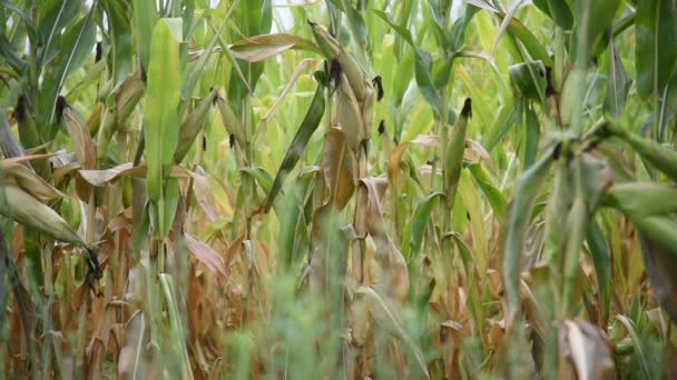 粮食灌装阶段的大豆园 — 图库视频影像