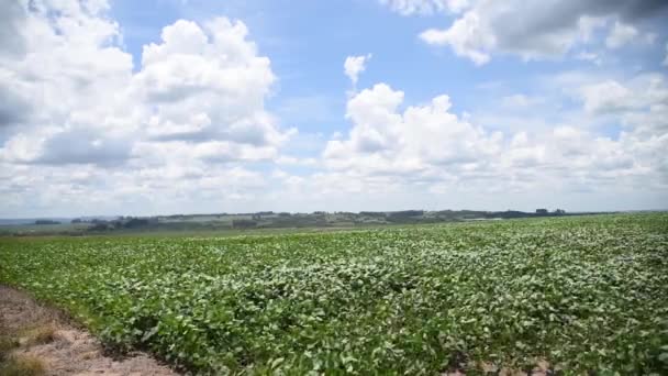 Große Sojabohnenplantage Stadium Der Getreidefüllung — Stockvideo