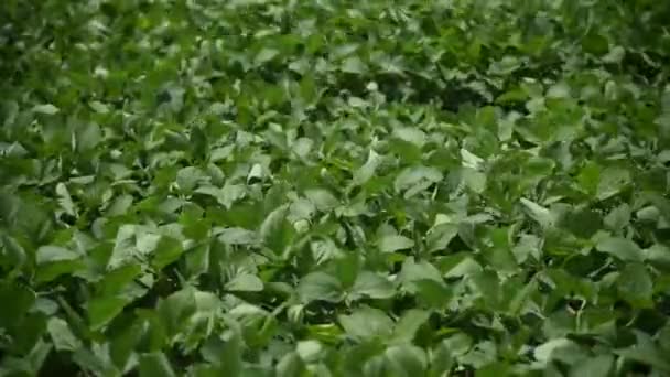 穀物の充填段階における大豆プランテーション — ストック動画